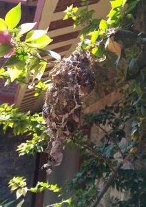 Sunbird nest with red-ants influx